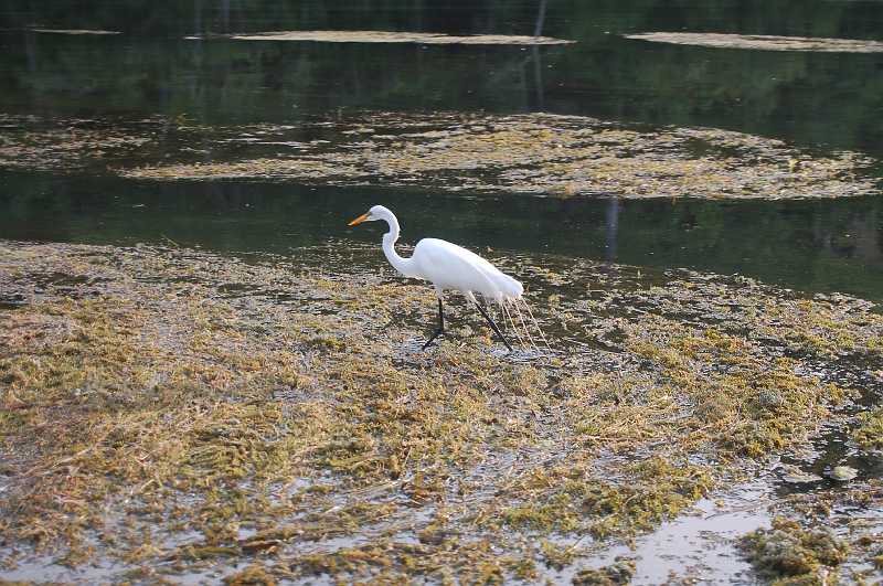 Bridge  - Spring 2006 122.JPG - Another Snowy Egret.  Note how they are able to walk on top of the raft of vegetatioin floating on the water.